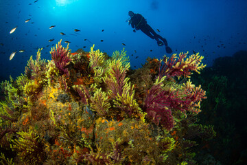 Unterwasserfoto eines Tauchers vor einer Steilwand mit Gorgonien