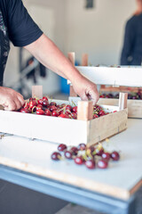 Farmer working and arranging freshly picked cherries in wooden crates.