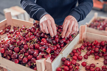 Farmer working and arranging freshly picked cherries in wooden crates.