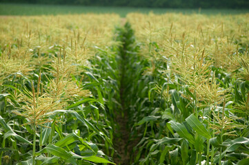 トウモロコシ畑