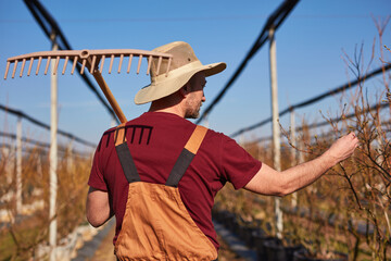 Male gardener working in a blueberries organic farm.