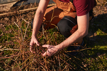 Male gardener working in a blueberries organic farm.