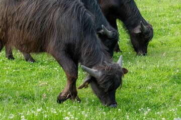 Water buffalo grazing peacefully in green pasture