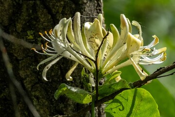 Japanese honeysuckle blooming in wilderness showing its delicate petals