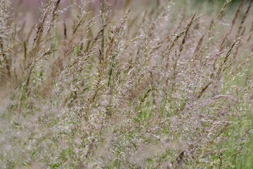 Delicate meadow grasses swaying gently in the breeze