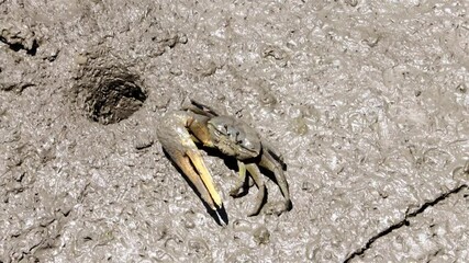 Fiddler crab crawls and feeds on a muddy shore after low tide, Thailand