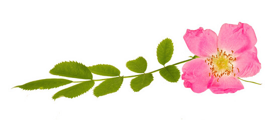 Flower of alpine rose (Rosa pendulina), wild rose isolated on white background