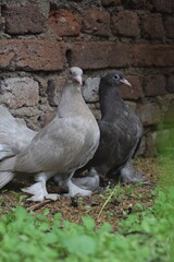 Two distinct pigeons, one light grey and one dark, stand side-by-side on a grassy patch against a rustic brick wall, both featuring feathered feet.