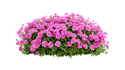 Lush Pink Phlox Subulata Flower Bush Isolated on Transparent Background