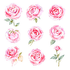 Set of watercolor Pink rose flowers on white background, Set watercolor Flowers Clipart