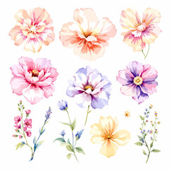  Set of watercolor abstract flowers on white background, wildflower clipart vector for graphic resources
