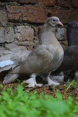 Two distinct pigeons, one light grey and one dark, stand side-by-side on a grassy patch against a rustic brick wall, both featuring feathered feet.