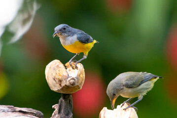 Red-throated flowerpeckers eating a banana
