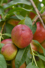 Fresh Ripe nectarine fruits on a tree branch with leaves closeup, A bunch of ripe nectarine, Ripe delicious fruit nectarine on the tree, Ripe sweet nectarines fruits grow on a nectarine tree branch