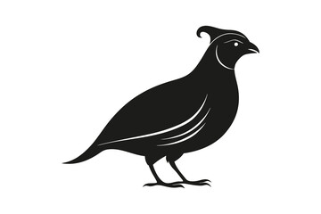 Fototapeta premium A silhouette vector illustration of quail bird on white background