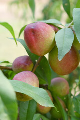 Fresh Ripe nectarine fruits on a tree branch with leaves closeup, A bunch of ripe nectarine, Ripe delicious fruit nectarine on the tree, Ripe sweet nectarines fruits grow on a nectarine tree branch
