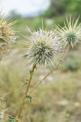 Echinops sphaerocephalus, Echinops sphaerocephalus known as Great Globe Thistle or Pale Globe Thistle, A summer plant in the wild in a meadow, Wild flower with thorns and spines bloomed