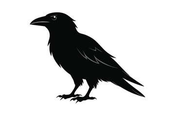 Obraz premium Beautiful black raven, crow in flight isolated on white background