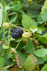 Natural food - fresh ripe blackberries in a garden. Bunch of ripe blackberry fruit - Rubus fruticosus - on branch with green leaves on a farm. Close-up, blurred background. Chakwal, Punjab, Pakistan