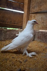 Two pristine white pigeons, one prominent in the foreground with feathered feet, stand on a bed of grains inside a rustic, wooden enclosure.
