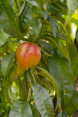 Fresh Ripe nectarine fruits on a tree branch with leaves closeup, A bunch of ripe nectarine, Ripe...