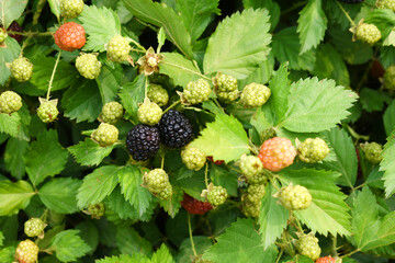 Natural food - fresh ripe and unripe blackberries in a garden. Bunch of ripe and unripe blackberry fruit on branch with green leaves on a farm. Close-up, blurred background. Chakwal, Punjab, Pakistan