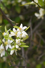 Blossoming orange tree flowers, orange blossoms, Spring harvest, closeup of Orange tree branches with flowers and leaves, buds and leaves, white little flower closeup, Chakwal, Punjab, Pakistan