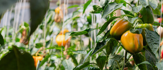 Colorful bell pepper growing naturally on a garden plant