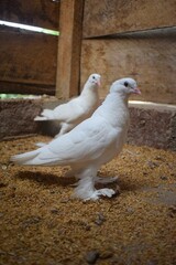 Two pristine white pigeons, one prominent in the foreground with feathered feet, stand on a bed of grains inside a rustic, wooden enclosure.