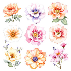 Fototapeta premium Watercolor floral illustration set with delicate flowers and leaves, isolated on white background