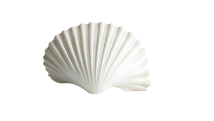 A smooth, white scallop shell