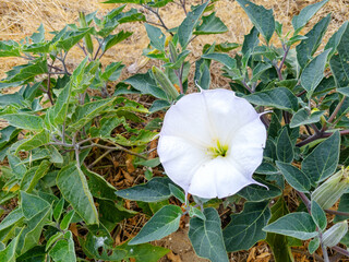 Sacred Datura (Datura wrightii) flower, also known as Western Jimsonweed or Angel Trumpet at roadside, San Diego, California