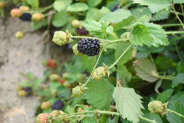Natural food - fresh ripe and unripe blackberries in a garden. Bunch of ripe and unripe blackberry fruit on branch with green leaves on a farm. Close-up, blurred background. Chakwal, Punjab, Pakistan