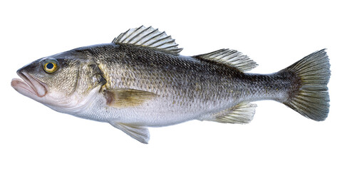 Fototapeta premium High-Resolution Image of a Single Fish Detailed View of Scales and Fins