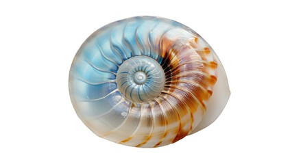 Obraz premium Detailed spiral seashell, vibrant colors