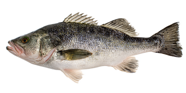 Freshwater Fish High-Resolution Image of a Largemouth Bass