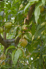 Fresh young unripe nectarine fruits on a tree branch with leaves closeup, A bunch of unripe nectarine on a branch, beautiful delicious fruit nectarine on the tree, nectarine fruits growing on a tree