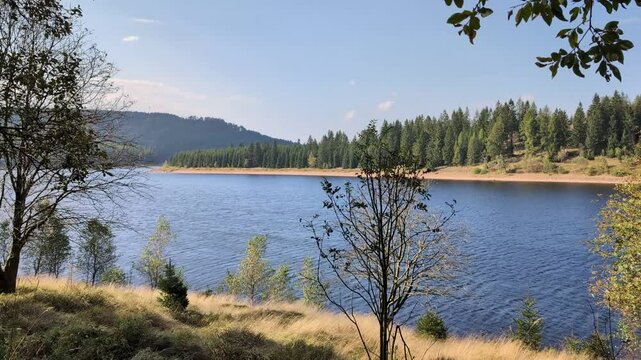 A lake surrounded by woods in wilderness on a sunny day