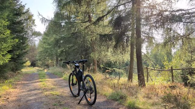 A bike faces an uneven pathway through a forest on a sunny day