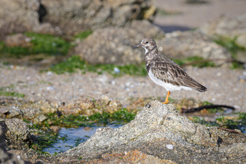 Small beautiful turnstone on the sea rocks