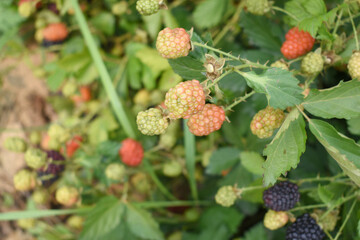 Natural food - fresh unripe blackberries in a garden. Bunch of unripe blackberry fruit, Rubus fruticosus - on branch with green leaves on a farm. Closeup, blurred background. Chakwal, Punjab, Pakistan