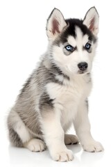 siberian husky puppy isolated on white