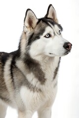 siberian husky dog