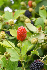 Natural food - fresh unripe blackberries in a garden. Bunch of unripe blackberry fruit, Rubus fruticosus - on branch with green leaves on a farm. Closeup, blurred background. Chakwal, Punjab, Pakistan