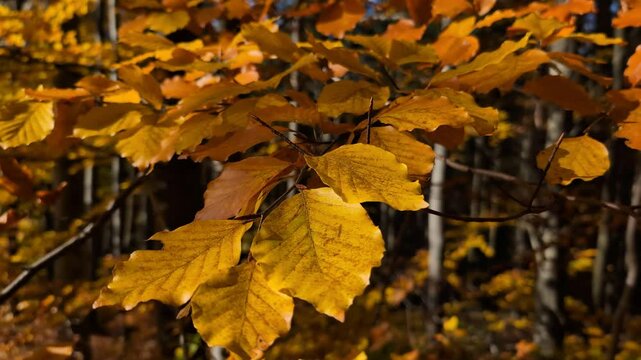 Closeup on a branch of yellow-brown leaves on a sunny fall day