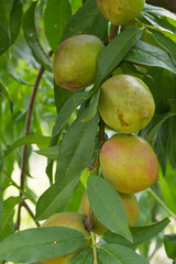Fresh young unripe nectarine fruits on a tree branch with leaves closeup, A bunch of unripe...
