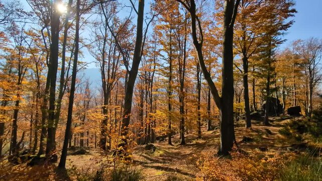 A forest of yellow-brown trees on a fall day