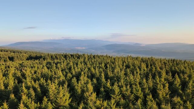 A thick coniferous forest with mountains in the misty background - top view