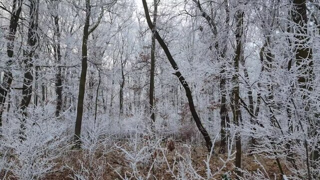 Frost-coated shrubs and trees in a forest in winter