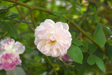 Obraz premium Rosa great maiden's blush white flower, Spring Flowering white Flower Heads on an Old English Rose (Rosa 'Great Maiden's Blush) with leaves, white double Alba rose Maiden's Blush flowers in a garden